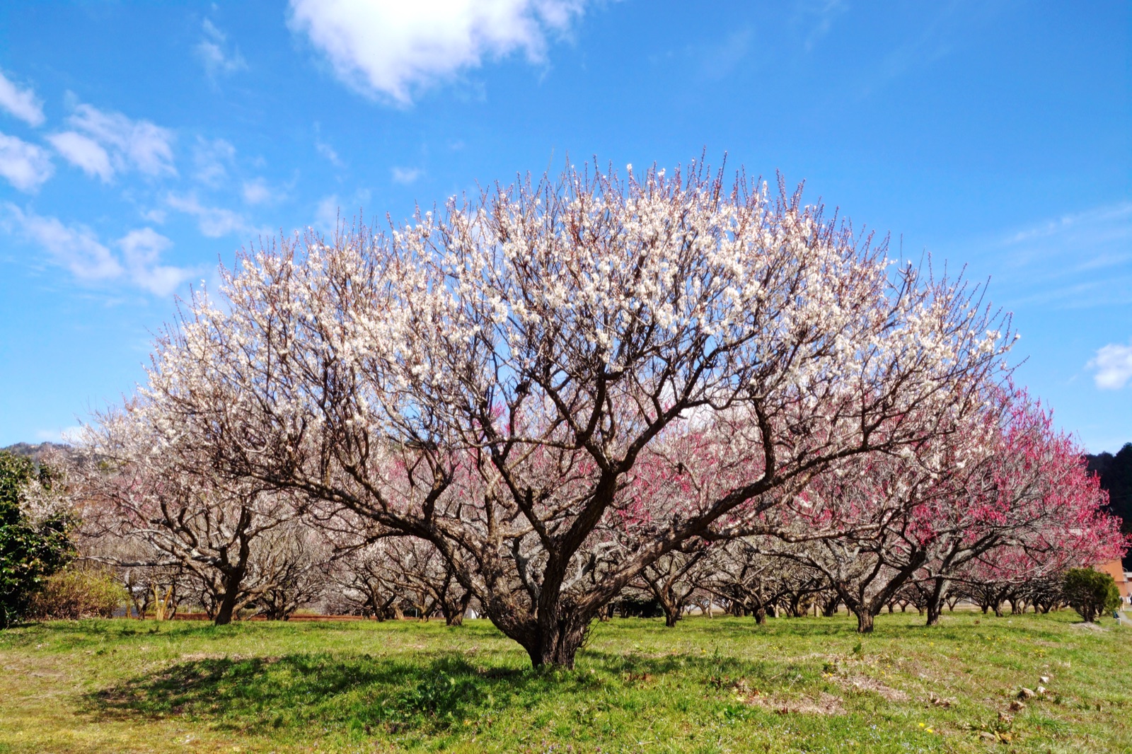 兵庫梅林，春香裡的靜謐時刻（兵庫県）