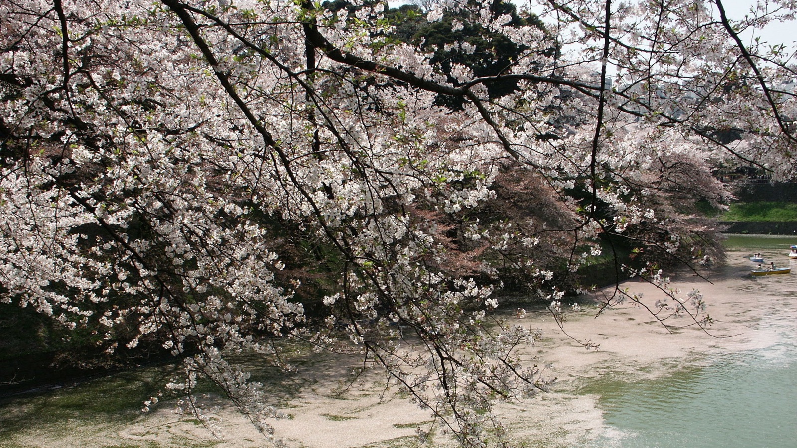 千鳥ヶ淵的滿開櫻花（東京都）