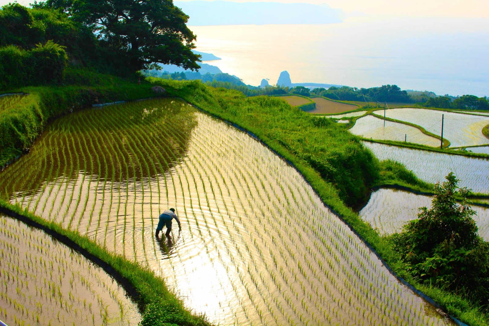山口縣東後畑梯田農業風景（山口県）