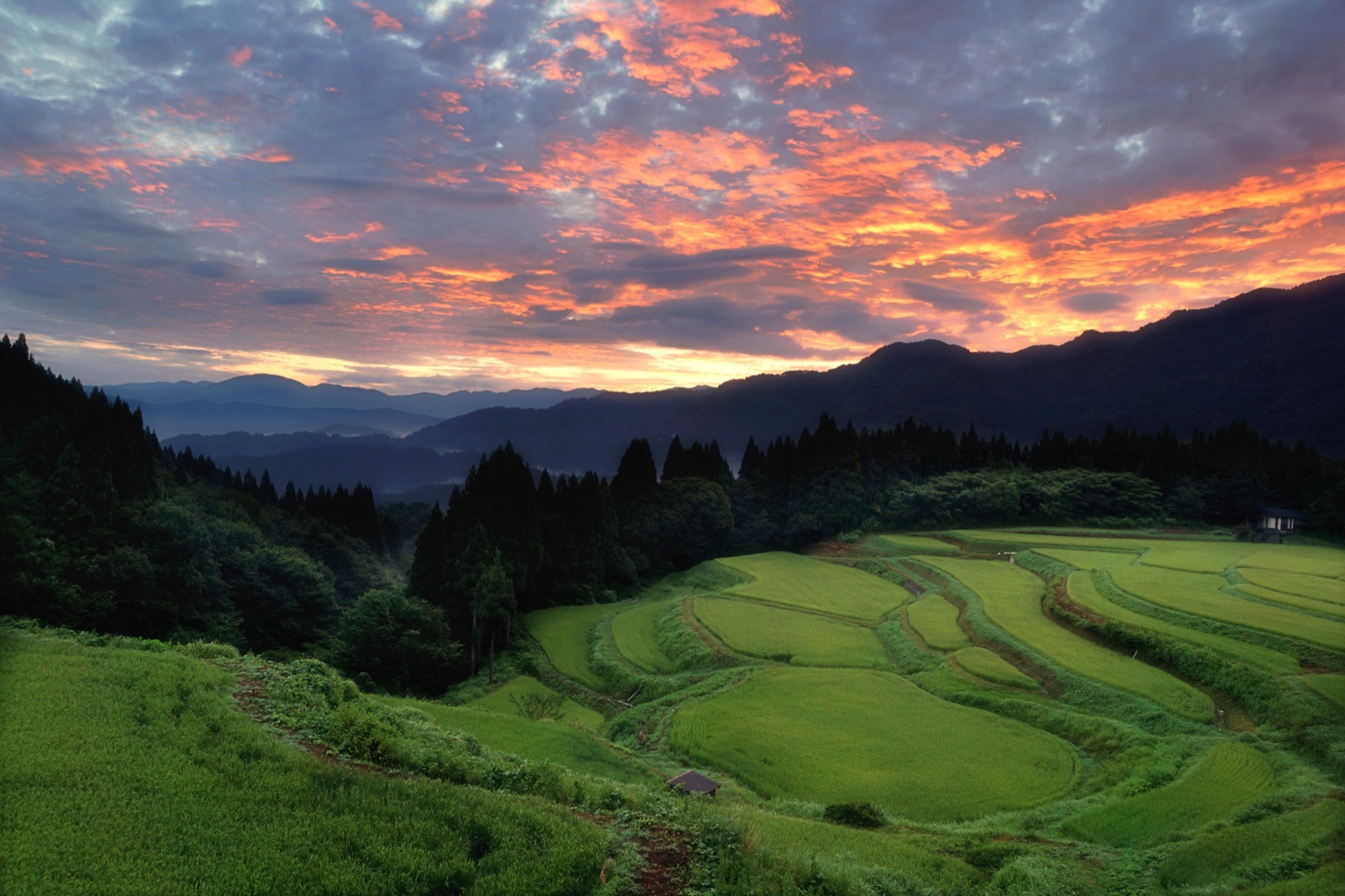 兵庫上山梯田 夏晨曦光中的寧靜田景（兵庫県）
