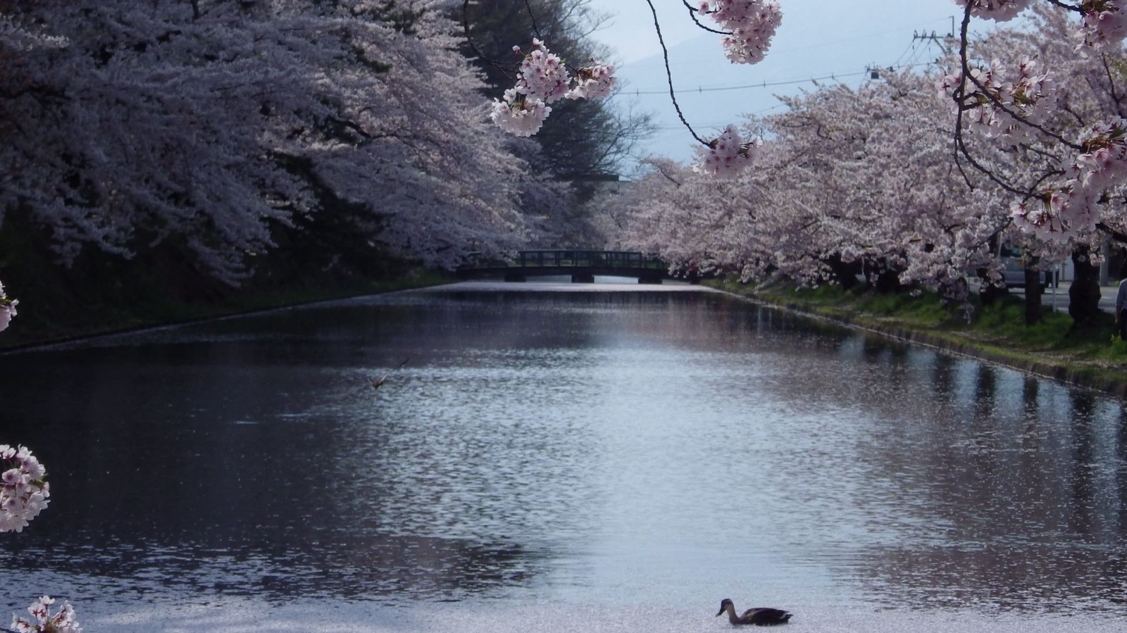 弘前的櫻花 百年光陰在枝頭（青森県）