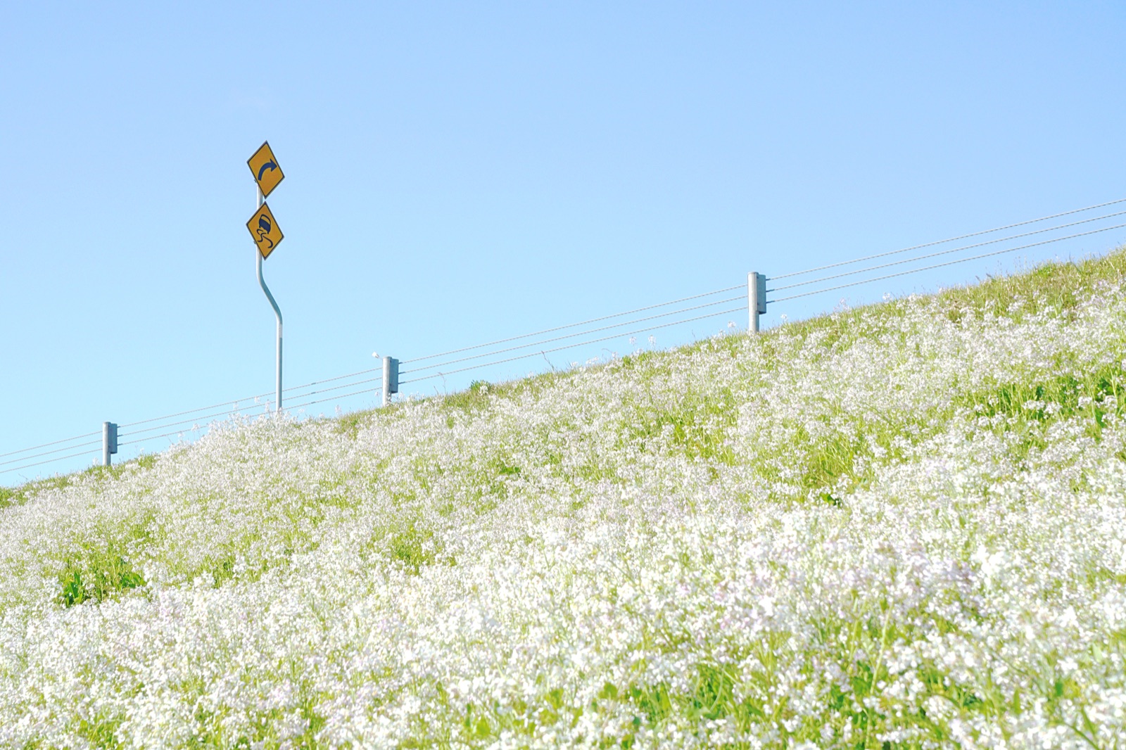 佐野的春（兵庫県）