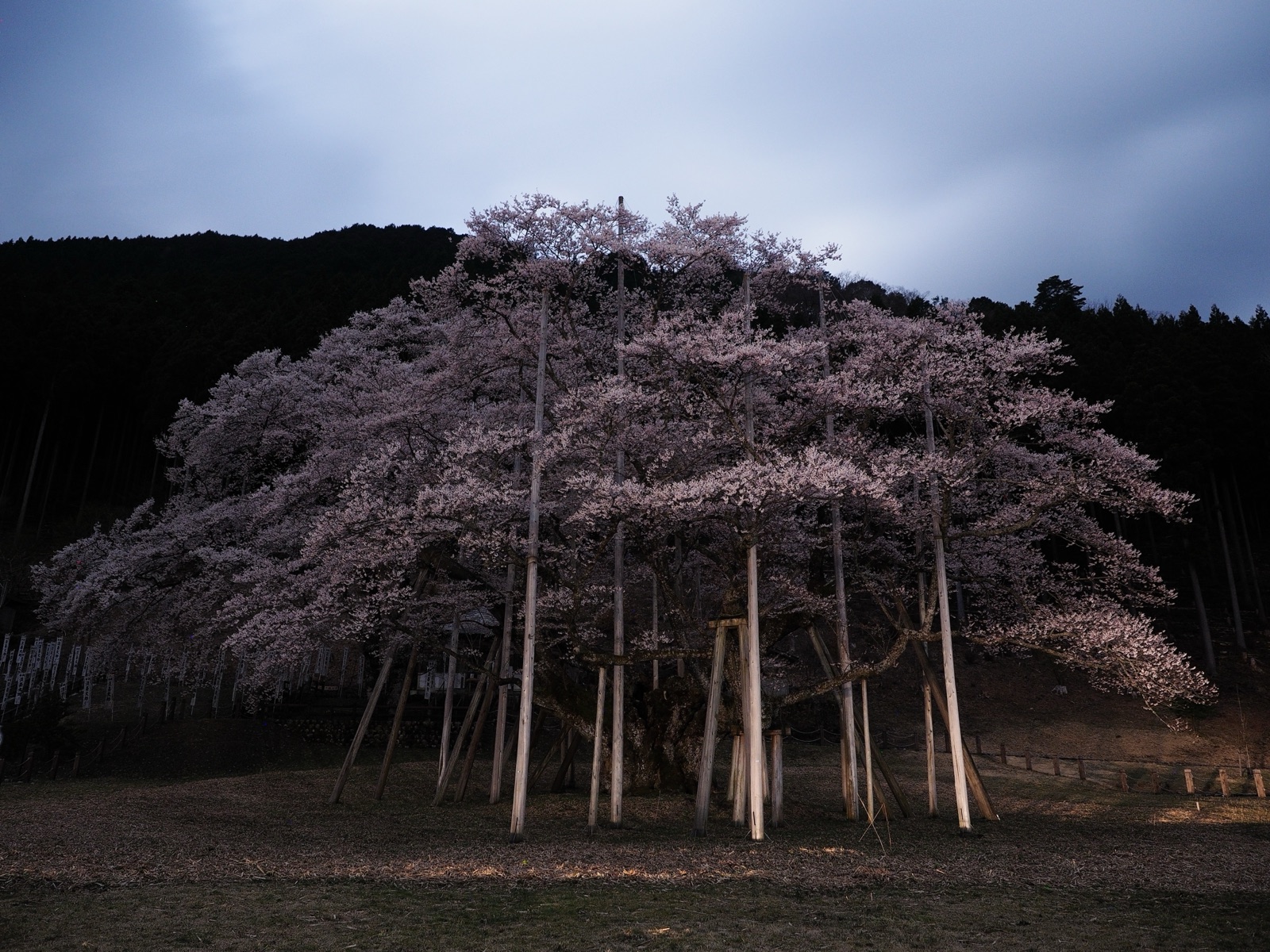 岐阜淡墨櫻 深夜星空下的遺憾構圖（岐阜県）