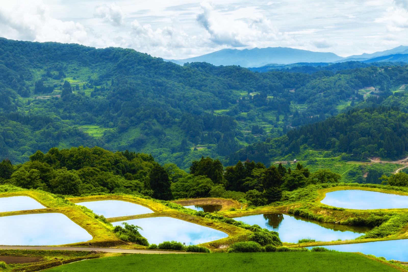 夏日倒影｜新潟山古志的梯田池水映天（新潟県）