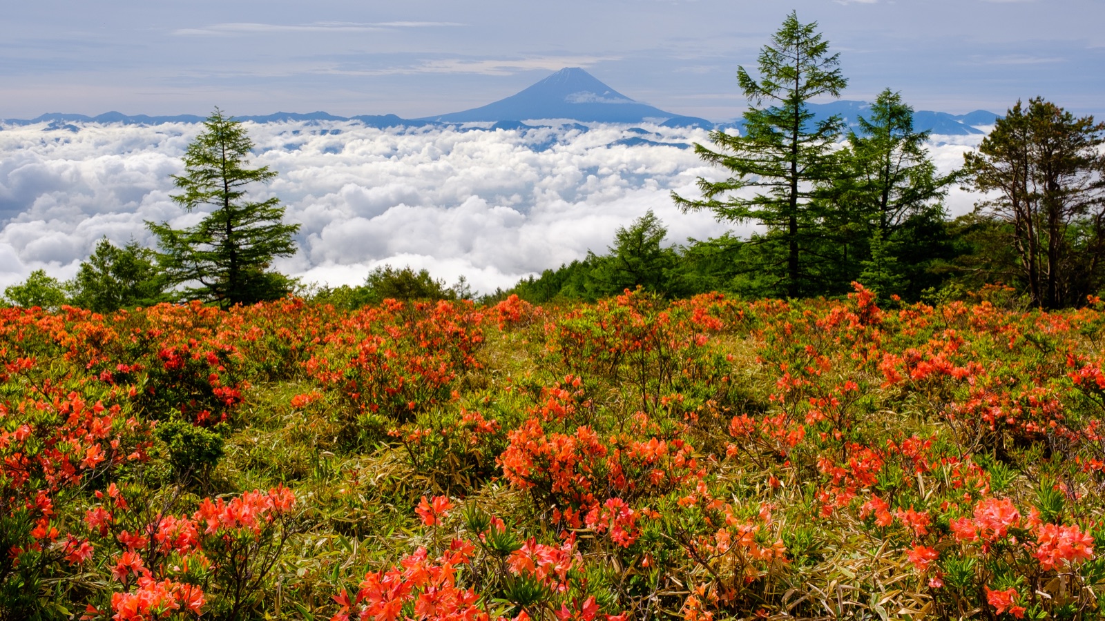 雲海裡的富士山 甘利山五月的花與霧（山梨県）