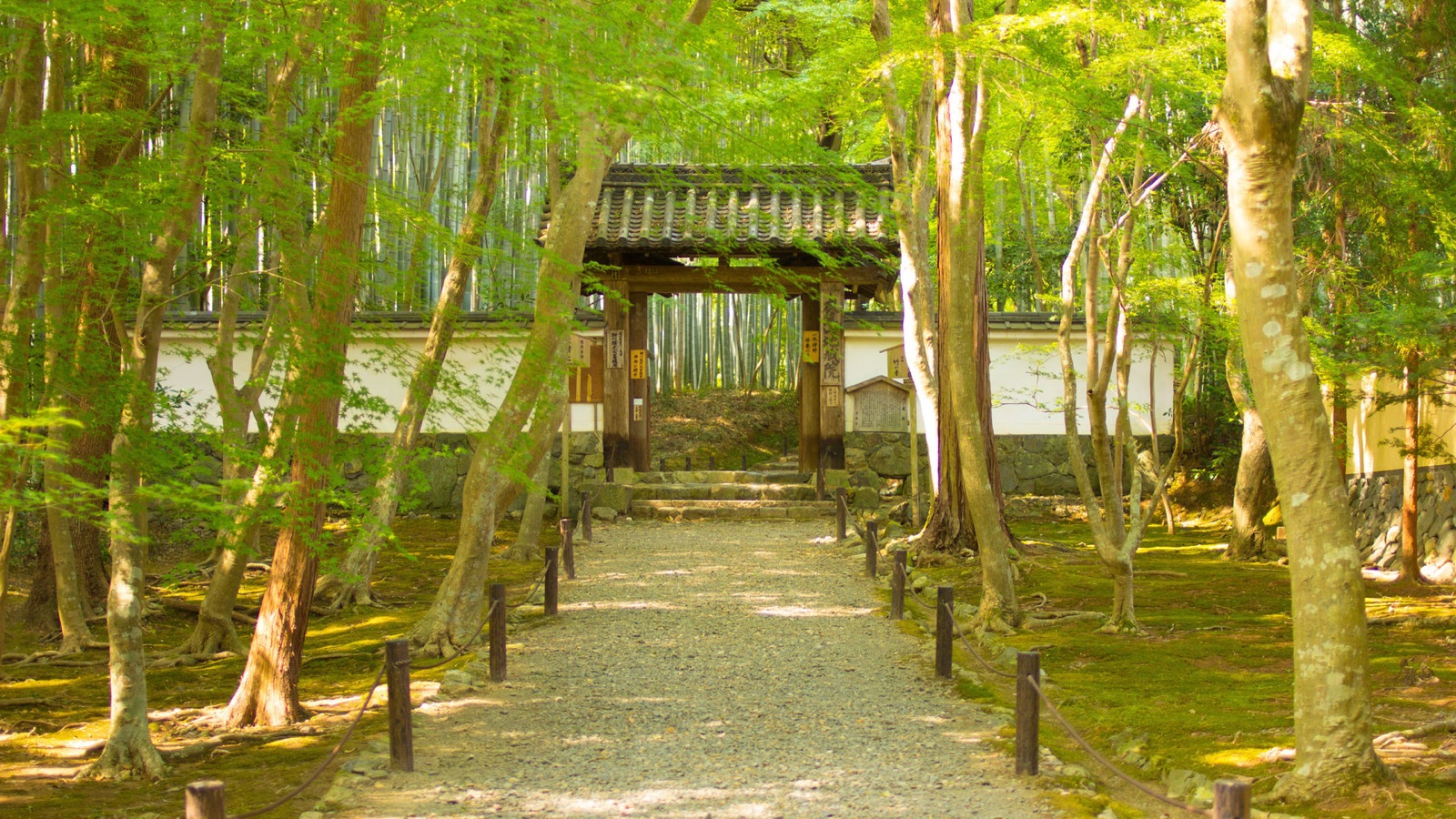 京都地蔵院的靜謐時光（京都府）
