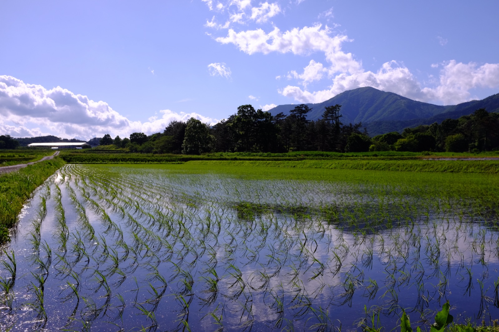水鏡中的初夏——岡山蒜山（岡山県）