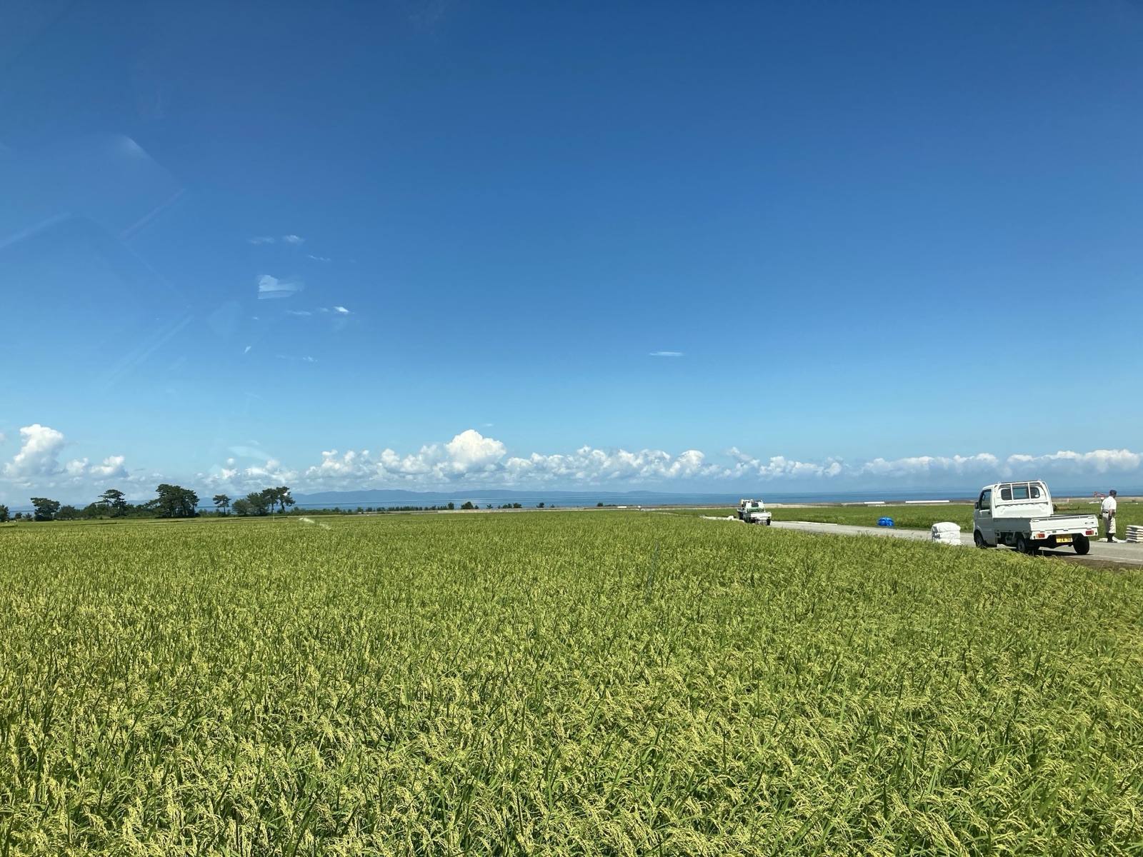 富山滑川的夏日田園——晴空白雲與稻田的協奏（富山県）