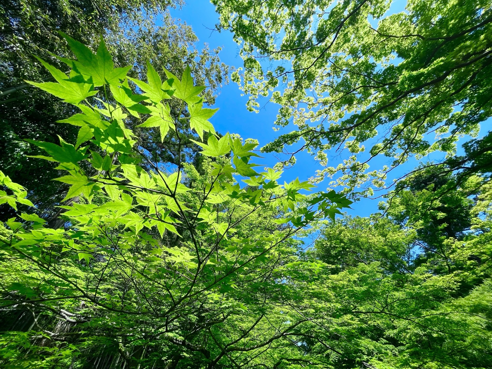京都北野天滿宮的青楓 初夏的清爽綠意（京都府）