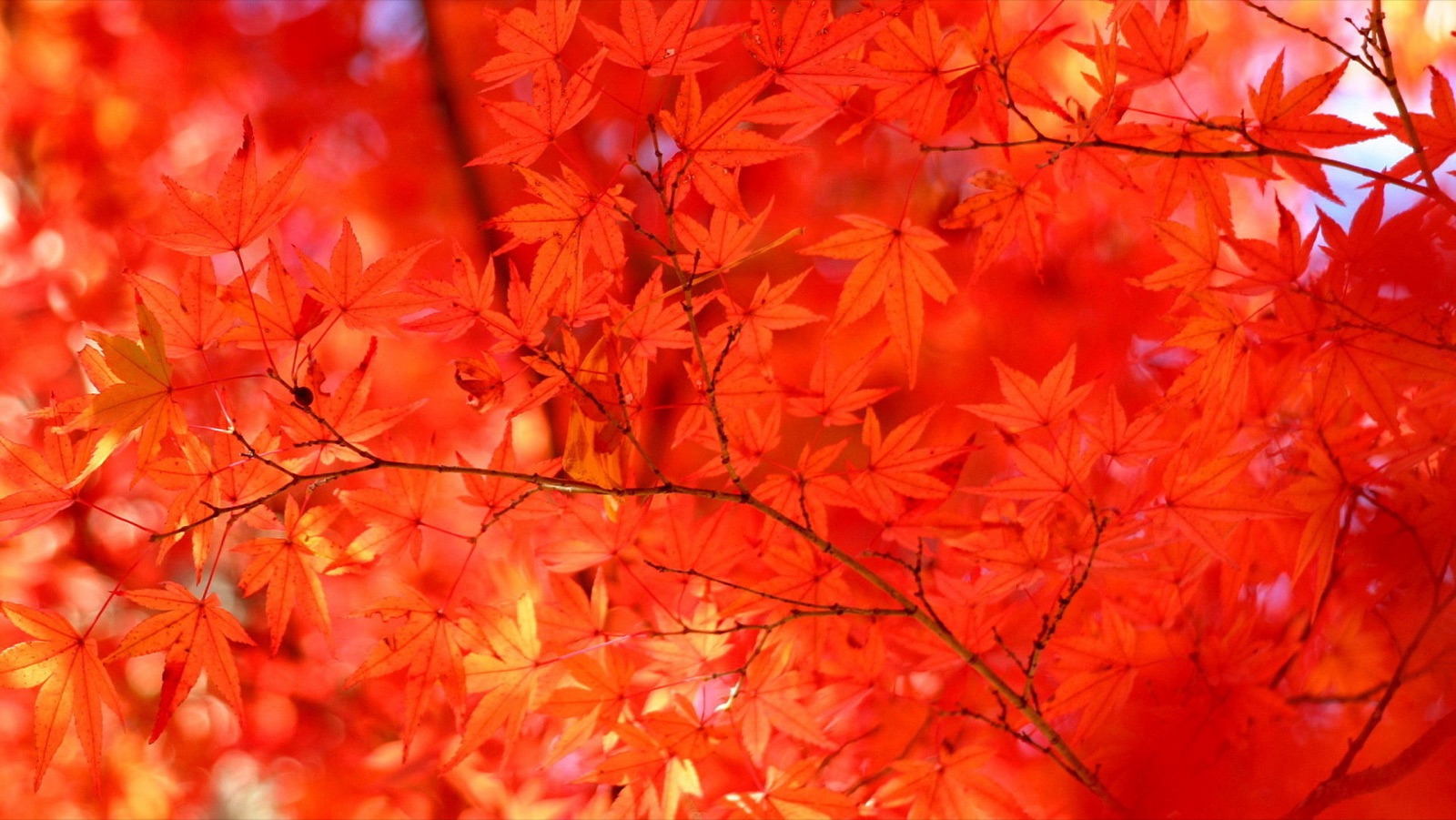 光線穿透 香嵐溪的楓紅在愛知縣閃耀（愛知県）