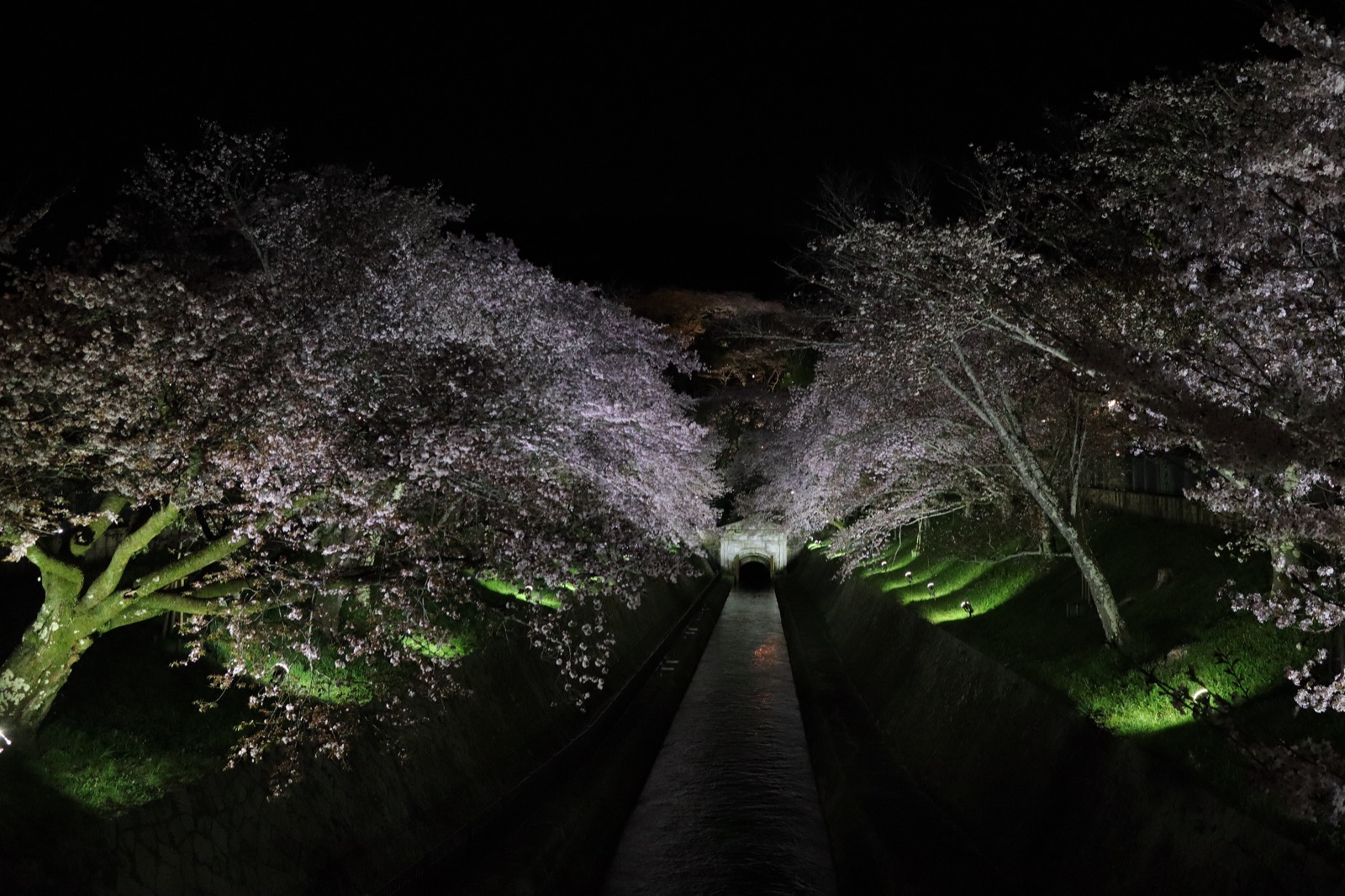 琵琶湖疏水的靜謐水道（滋賀県）