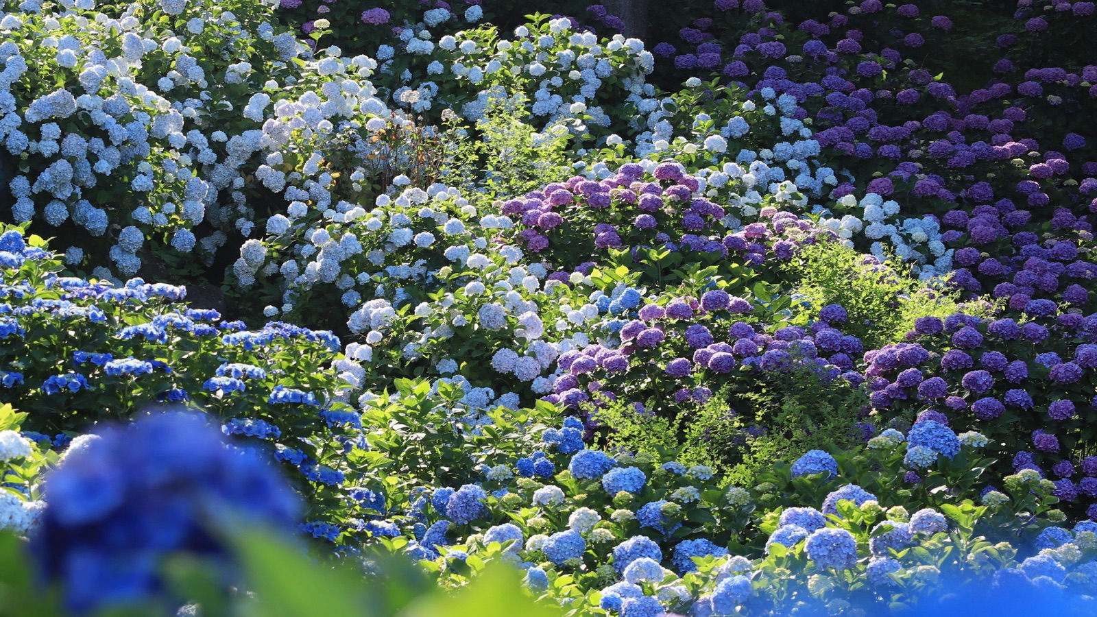 小田原城一隅 紫陽花盛開的色彩迷宮（神奈川県）