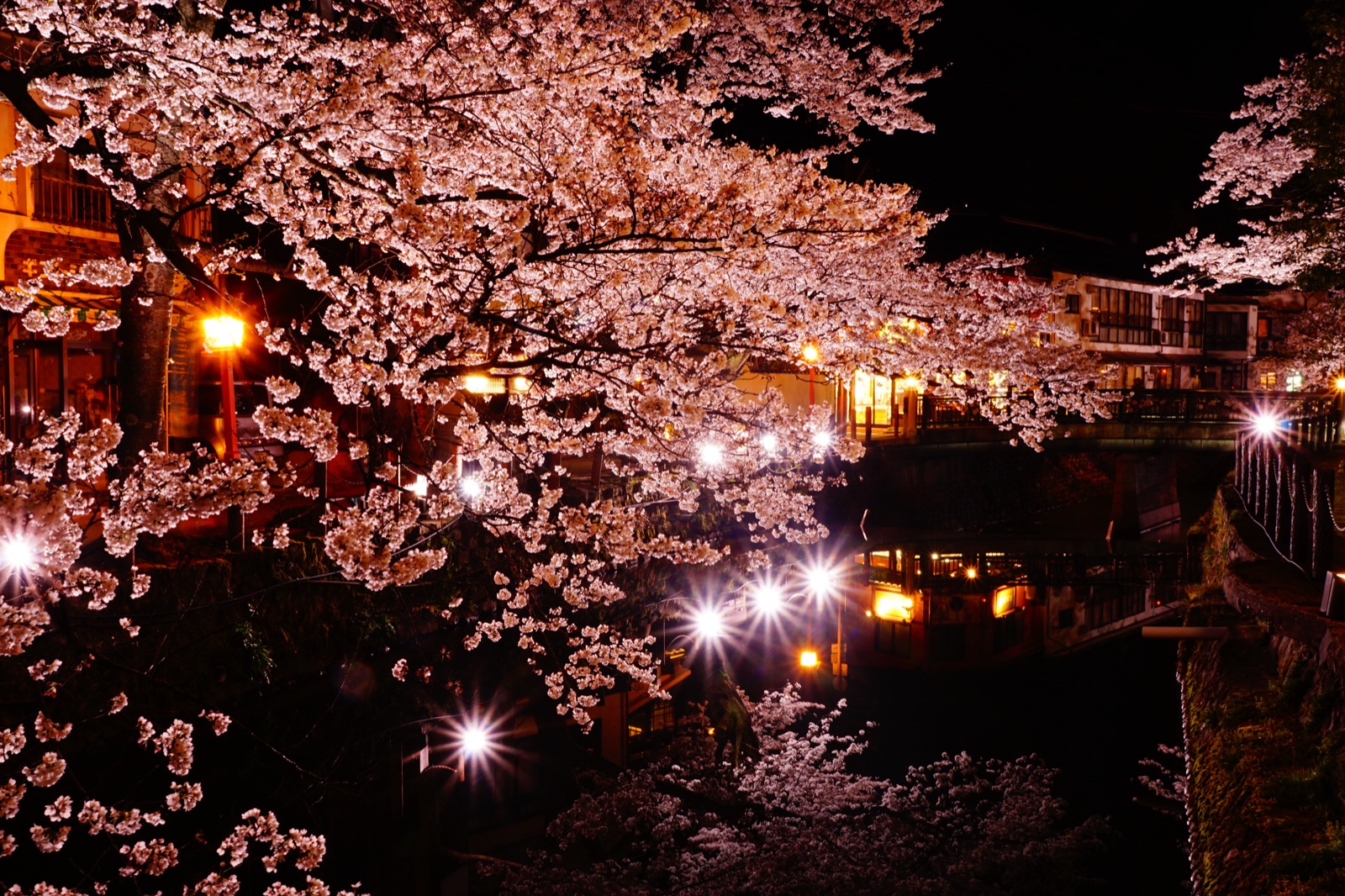城崎溫泉的夜櫻——千年古湯的春日面容（兵庫県）