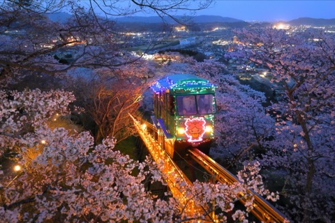 宮城山頂的櫻花海——船岡城址公園夜景（宮城縣）