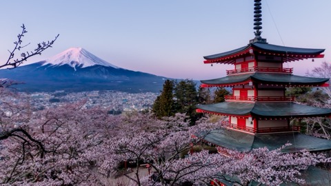 山梨新倉山淺間公園 春櫻與塔影的靜謐對話（山梨縣）