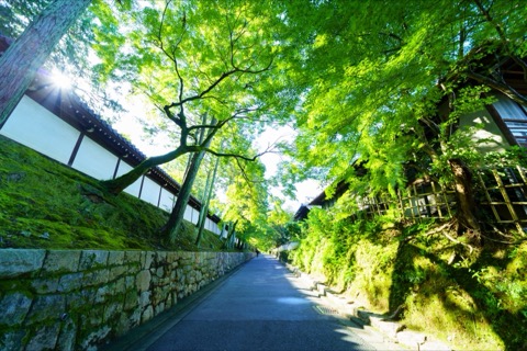 京都府青楓的靜謐山林（京都府）