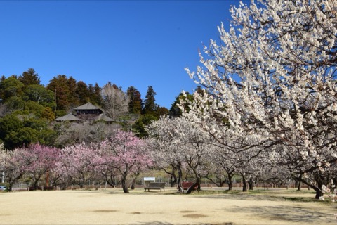 茨城 偕樂園 三千株梅樹的名園（茨城縣）