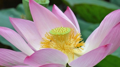 大分宇佐神宮 池畔古代蓮花的靜謐時刻（大分縣）
