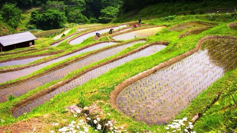 真沢の森 棚田