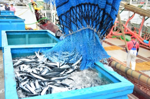 福島小名濱漁港 秋刀魚的地方滋味（福島縣）