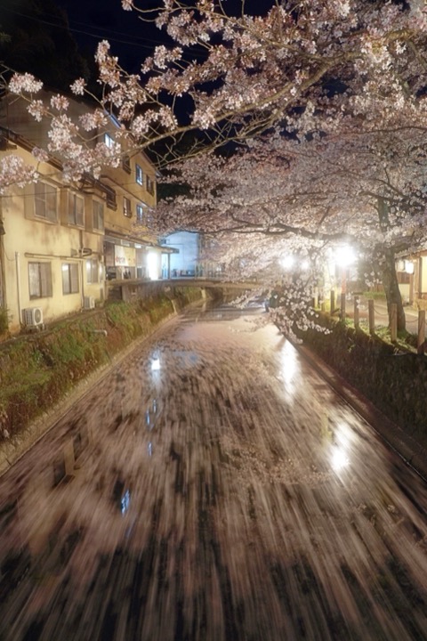兵庫城崎溫泉 落櫻紛飛的花筏（溫泉）