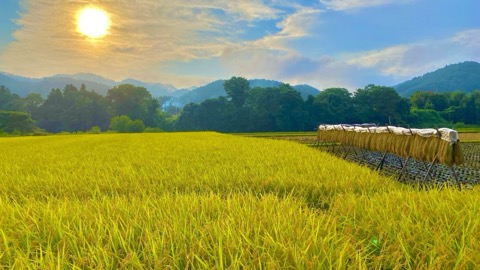 茨城大子產米秋季稻田曬穀架風景（茨城縣）