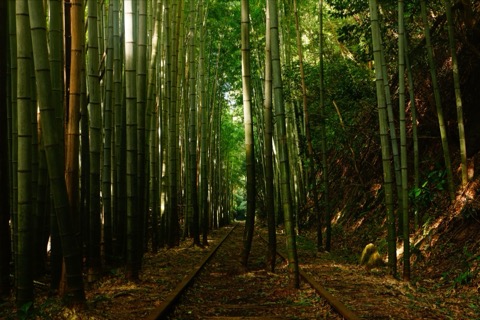 鳥取 倉吉線廢線跡 鐵軌上長出的竹林（鳥取縣）