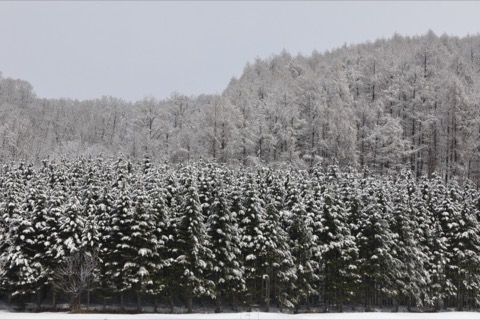 春雪點綴的北海道風景（北海道）