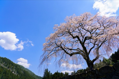 岐阜水戶野的垂枝櫻花（岐阜縣）