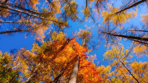 夜叉神嶺口秋楓．山梨紅葉祕景（山梨縣）