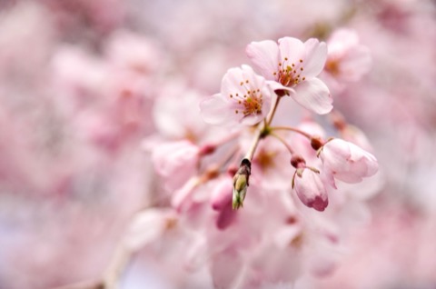 開花