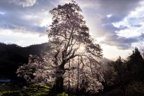 福島秋山駒櫻 樹齡五百年的山間巨木（福島縣）