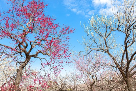 藍天映襯梅花盛開 茨城偕樂園春日風景（茨城縣）