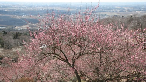 築波山麓梅園：寬闊迷人的春日花景（茨城縣）