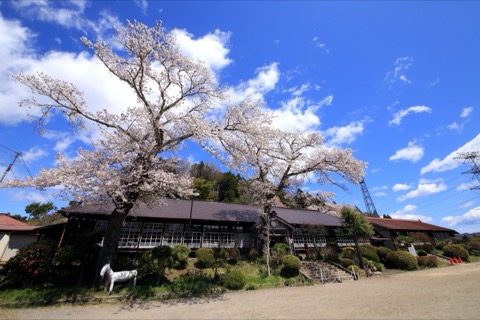 茨城大子町廢校櫻花的春日風景（茨城縣）