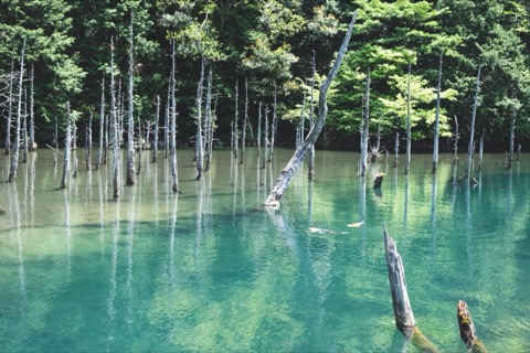 山口縣一之俣櫻花公園靜謐風景（山口縣）
