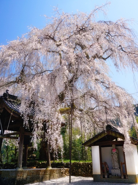 兵庫泰雲寺的枝垂櫻 細緻與力量的對話（近畿的櫻花）