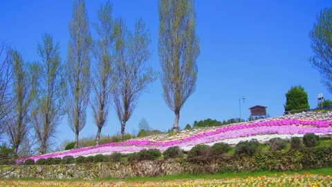 赤磐市的森林公園 光影流轉的午後