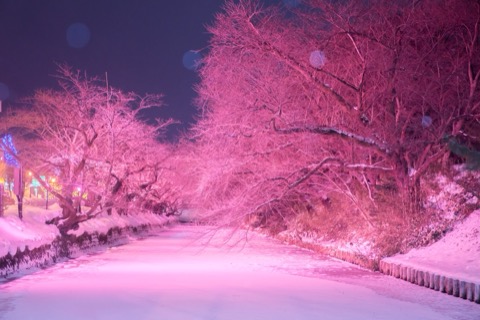 青森冬夜櫻影——弘前公園的光與影（青森縣）