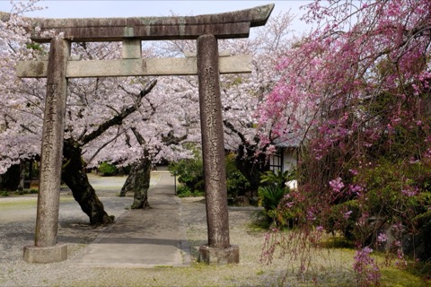 兵庫櫻花季　姫路神社的光影時刻（兵庫縣）