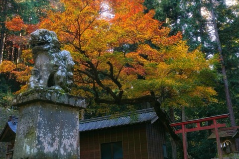 兵庫晚秋的大森神社　銀杏之外的楓紅低語（近畿的紅葉）