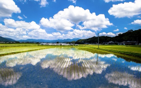 水田