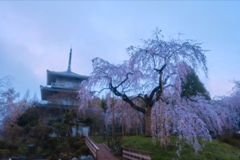 宮崎淨泉寺的枝垂櫻 歲月凝結在一株古木（宮崎縣）