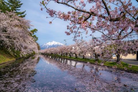 弘前公園的櫻花與岩木山（青森縣）