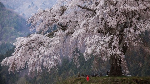 上発知の枝垂れ桜