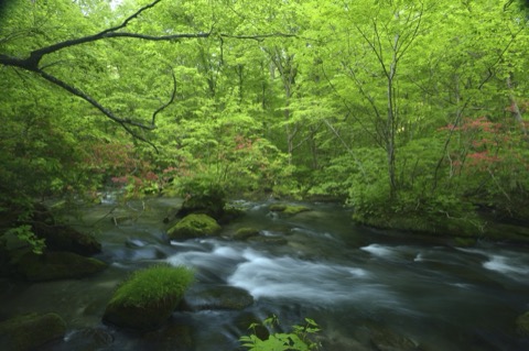十和田湖到焼山 奧入瀨溪流的四季光影（青森縣）