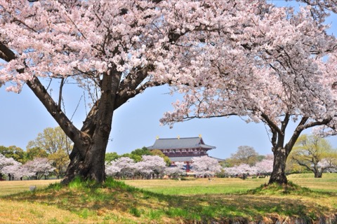 平城宮跡の桜