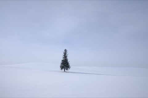 北海道Christmas Tree的靜謐風景（Charlie_or_Y-N 攝）