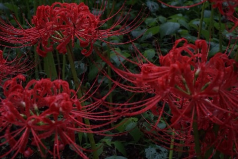 埼玉彼岸花盛開 紅色身影綻放秋日（埼玉縣）