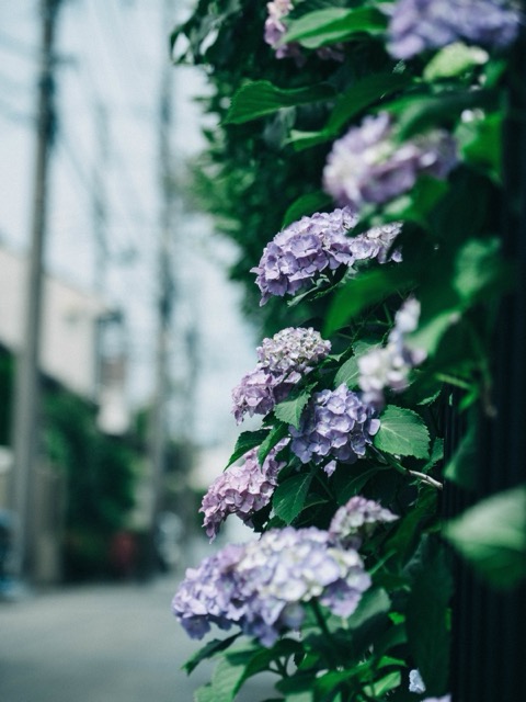 神奈川的六月——路邊繡球花（神奈川縣）
